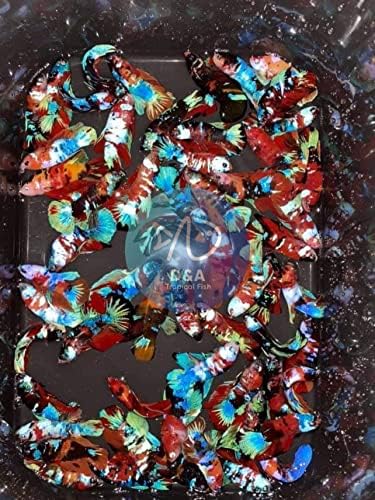 ד & מגבר; דג חי טרופי - 1 נקבת קוי גלקסי בטה דגים-צבע מגוון - דגי בטה חיים עבור בריכה, דגי טנק או אקווריום, דגי מים מתוקים דגים חיים